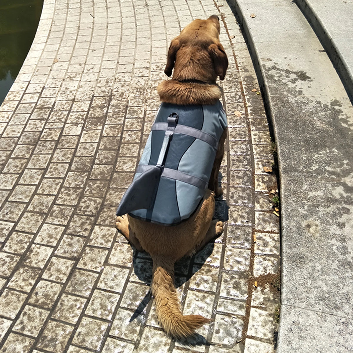Dog Pet Shark Swimsuit Vest Safety Wear X158265