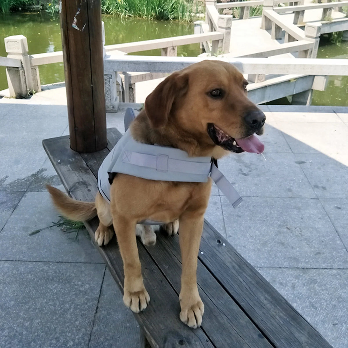 Dog Pet Shark Swimsuit Vest Safety Wear X158265