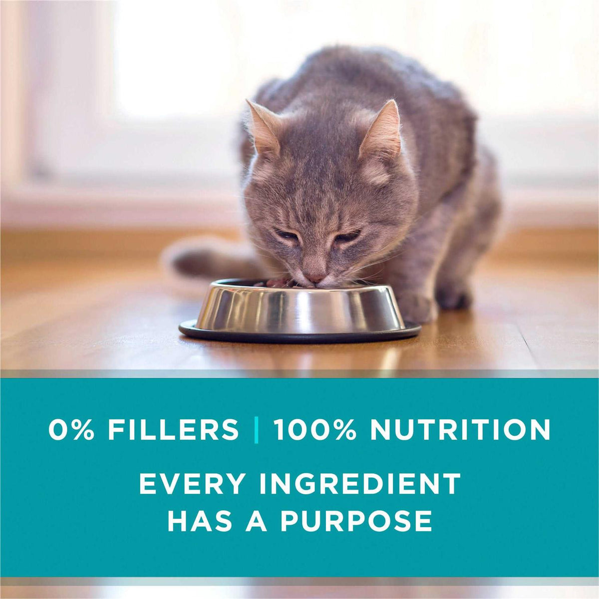 Cat Food Y2389