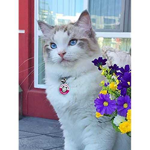 Dog Cat Pet Tag P645