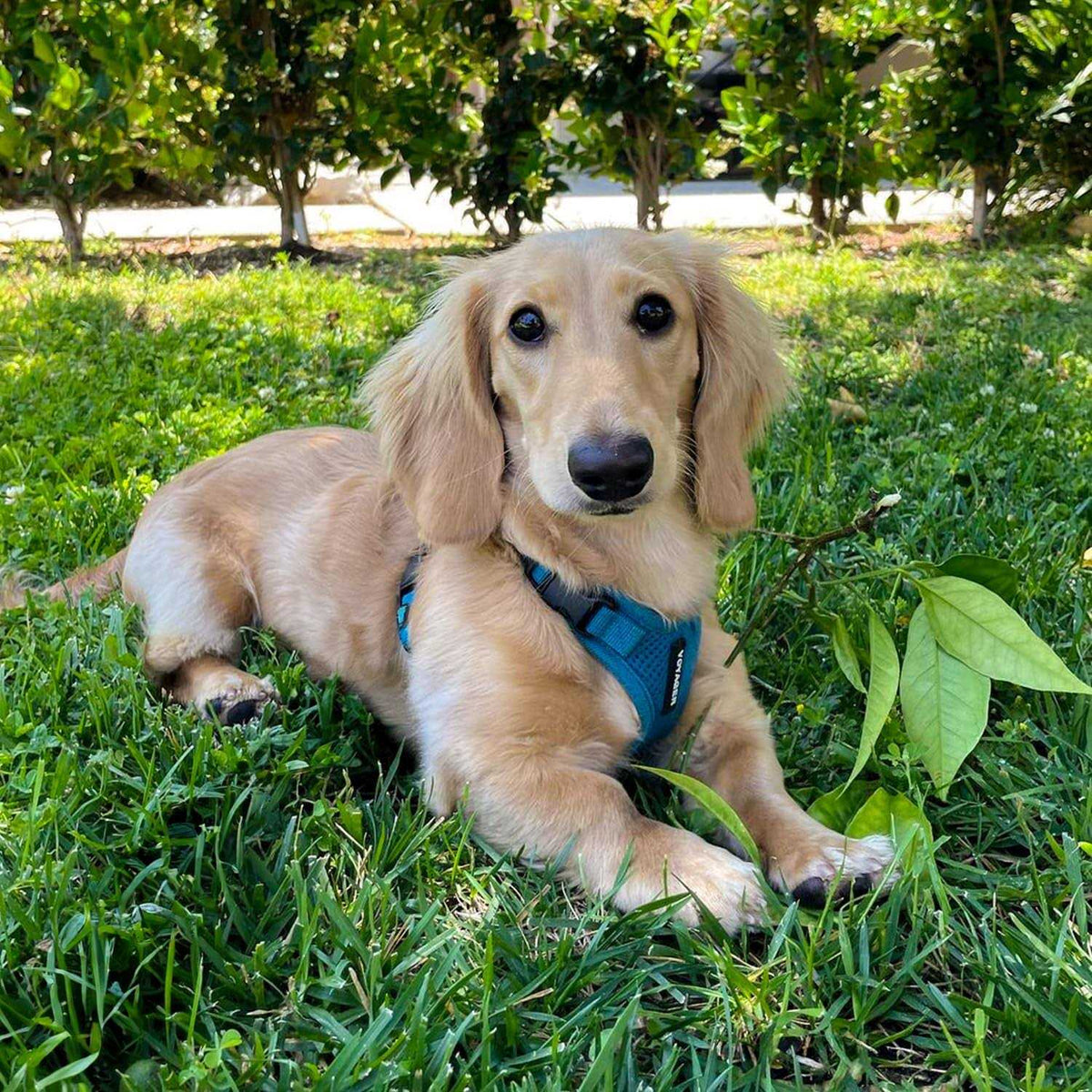 Adjustable All Weather Mesh Step-in Pet Harness U453